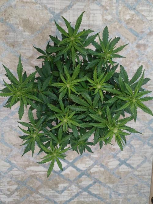 Big Bud Auto (Herbies seeds) Indoor. Week 5 - 32 days