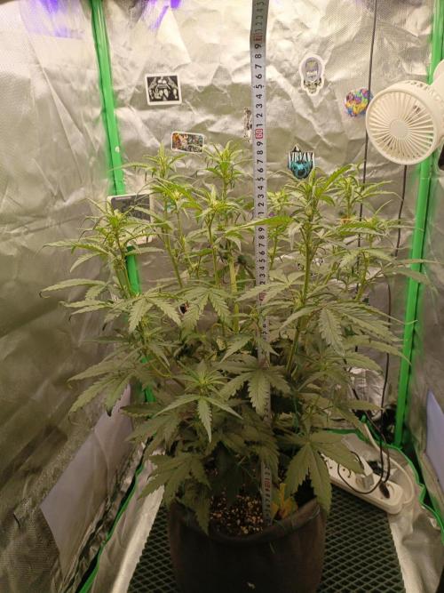 Big Bud Auto (Herbies seeds) Indoor. Week 5 - 32 days