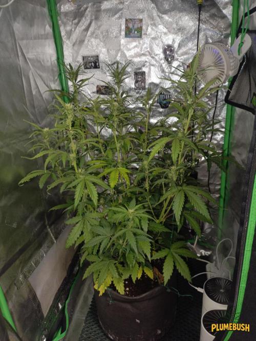 Big Bud Auto (Herbies seeds) Indoor. Week 6 - 36 days