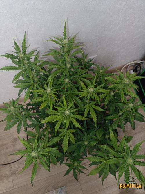 Big Bud Auto (Herbies seeds) Indoor. Week 6 - 36 days