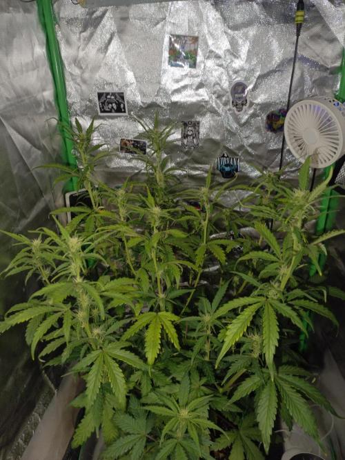 Big Bud Auto (Herbies seeds) Indoor. Week 6 - 36 days