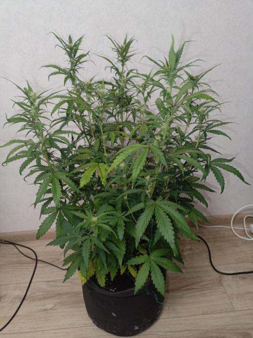 Big Bud Auto (Herbies seeds) Indoor. Week 6 - 36 days