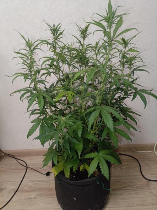 Big Bud Auto (Herbies seeds) Indoor. Week 6 - 36 days