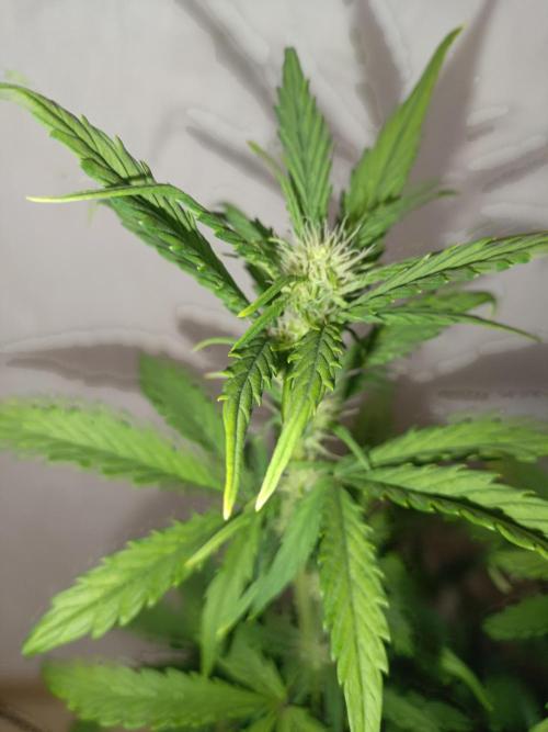 Big Bud Auto (Herbies seeds) Indoor. Week 6 - 36 days