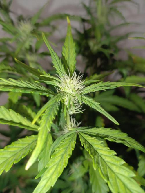 Big Bud Auto (Herbies seeds) Indoor. Week 6 - 36 days