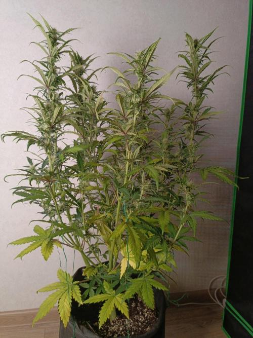 Big Bud Auto (Herbies seeds) Indoor. Week 6 - 41 days