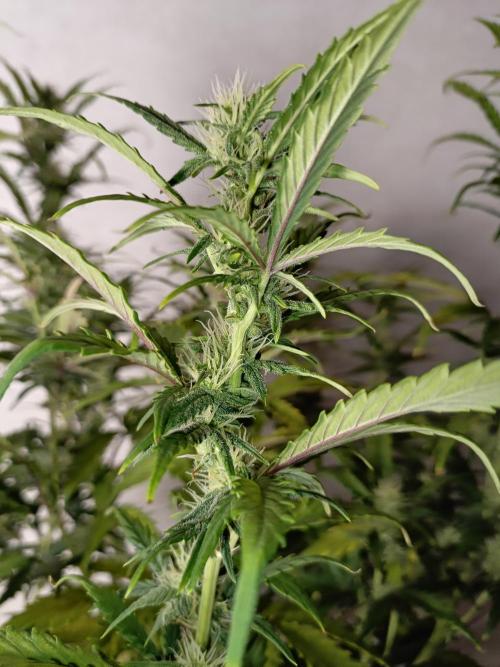 Big Bud Auto (Herbies seeds) Indoor. Week 6 - 41 days