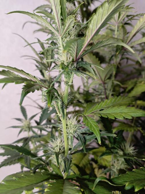 Big Bud Auto (Herbies seeds) Indoor. Week 6 - 41 days