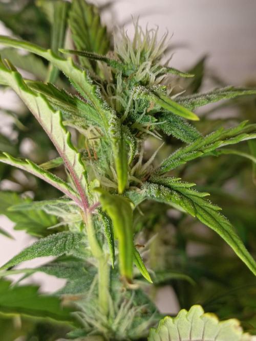 Big Bud Auto (Herbies seeds) Indoor. Week 6 - 41 days