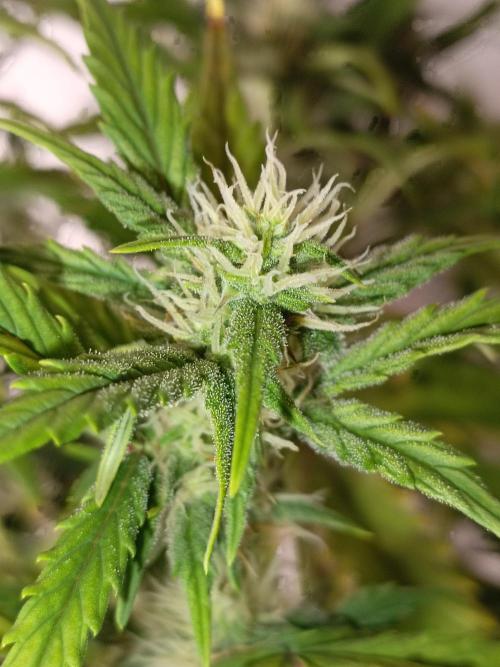 Big Bud Auto (Herbies seeds) Indoor. Week 6 - 41 days