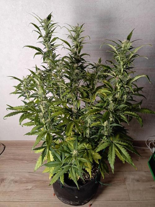 Big Bud Auto (Herbies seeds) Indoor. Week 6 - 41 days
