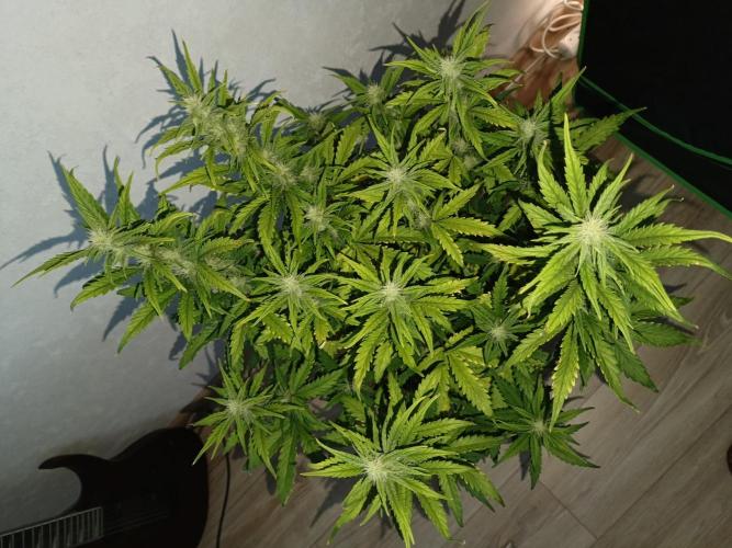 Big Bud Auto (Herbies seeds) Indoor. Week 6 - 41 days