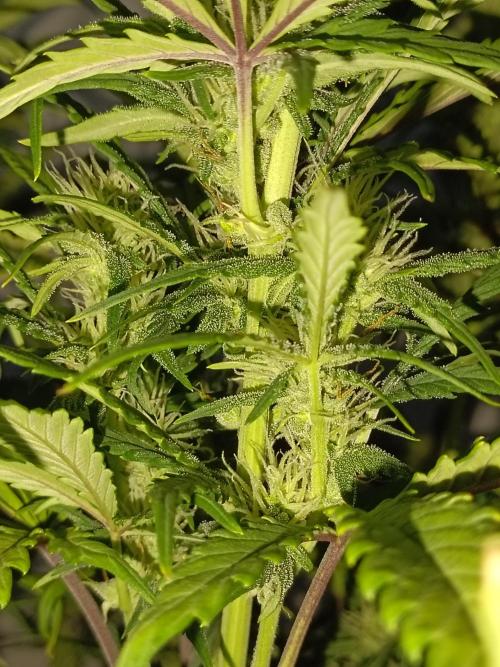 Big Bud Auto (Herbies seeds) Indoor. Week 6 - 41 days
