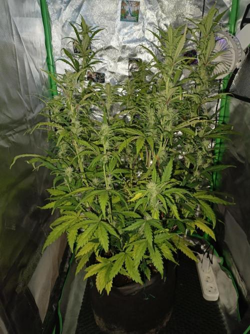 Big Bud Auto (Herbies seeds) Indoor. Week 6 - 41 days