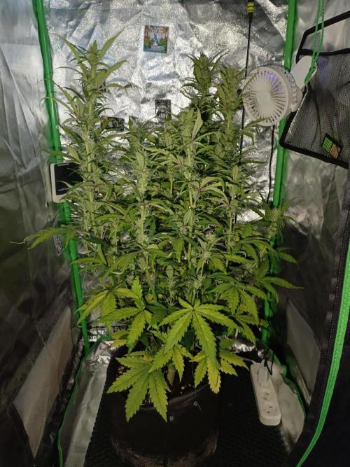 Big Bud Auto (Herbies seeds) Indoor. Week 6 - 41 days