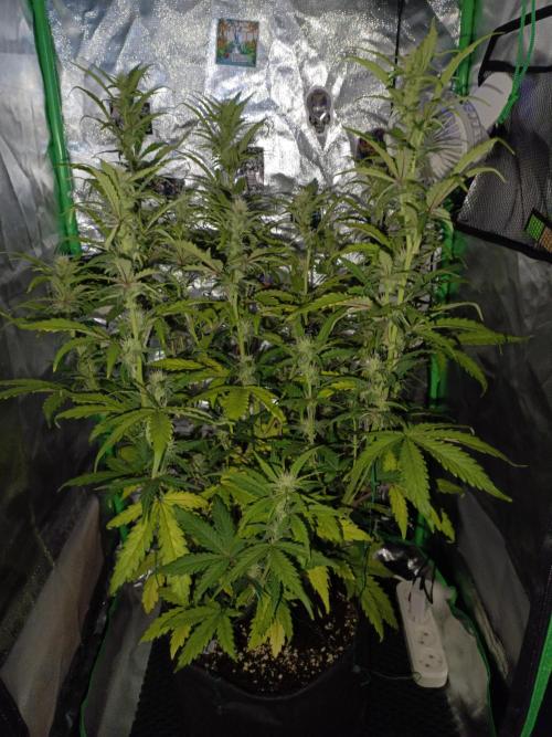 Big Bud Auto (Herbies seeds) Indoor. Week 6 - 41 days