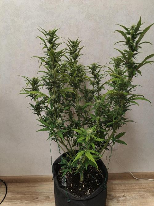 Big Bud Auto (Herbies seeds) Indoor. Week 7 - 43 days