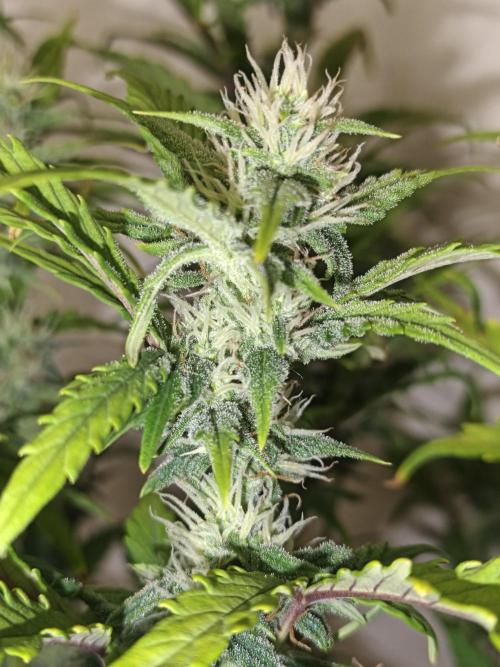 Big Bud Auto (Herbies seeds) Indoor. Week 7 - 43 days