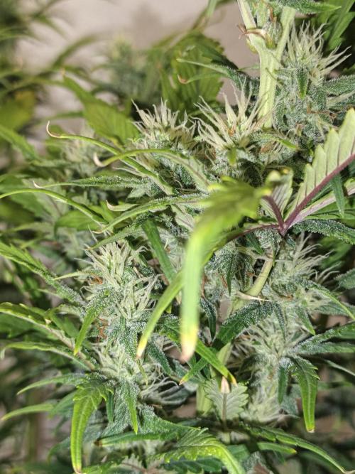 Big Bud Auto (Herbies seeds) Indoor. Week 7 - 43 days