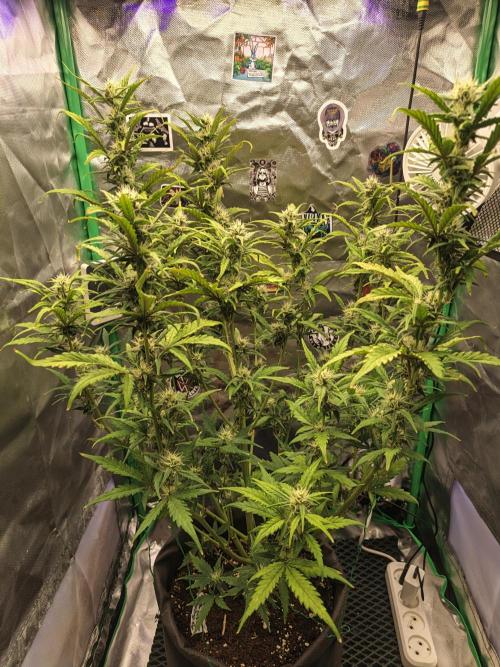 Big Bud Auto (Herbies seeds) Indoor. Week 7 - 43 days