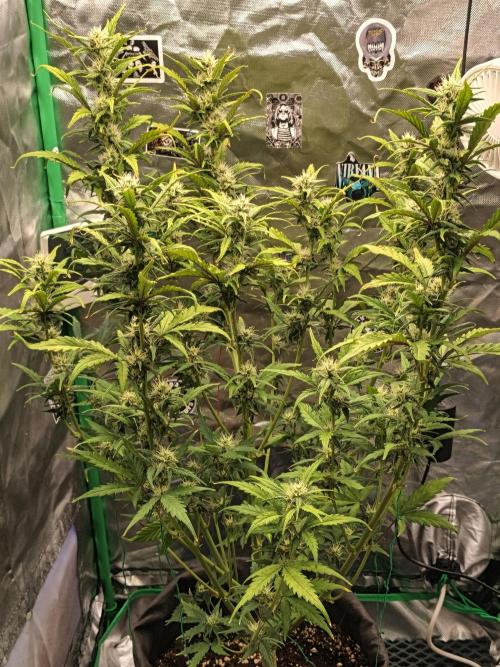 Big Bud Auto (Herbies seeds) Indoor. Week 7 - 43 days
