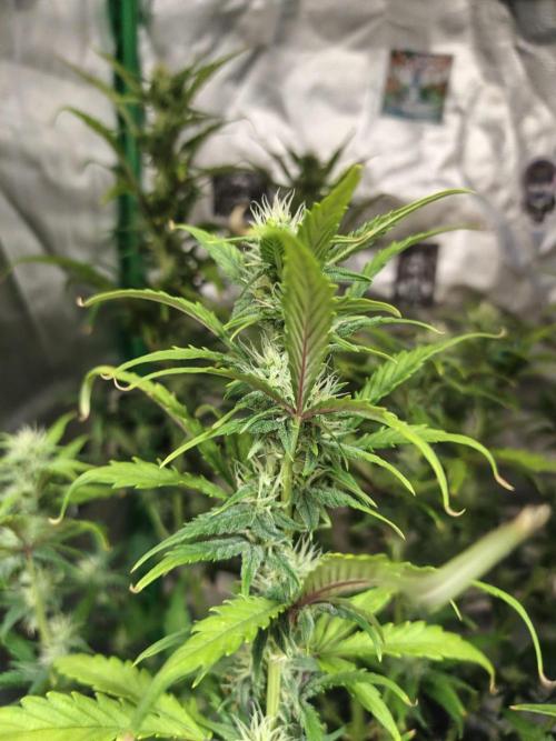 Big Bud Auto (Herbies seeds) Indoor. Week 7 - 43 days