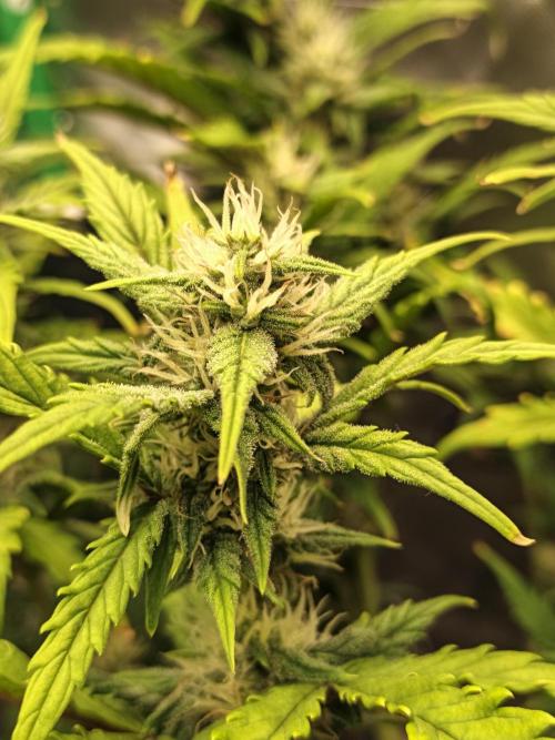 Big Bud Auto (Herbies seeds) Indoor. Week 7 - 43 days