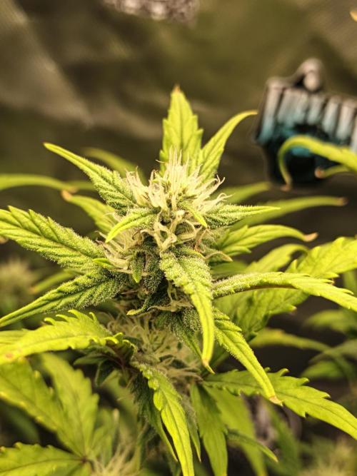 Big Bud Auto (Herbies seeds) Indoor. Week 7 - 43 days