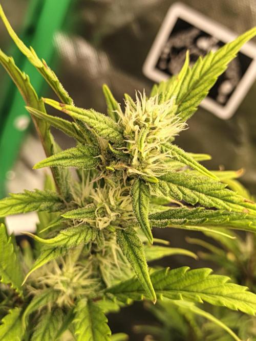 Big Bud Auto (Herbies seeds) Indoor. Week 7 - 43 days