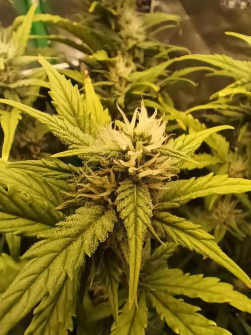 Big Bud Auto (Herbies seeds) Indoor. Week 7 - 43 days