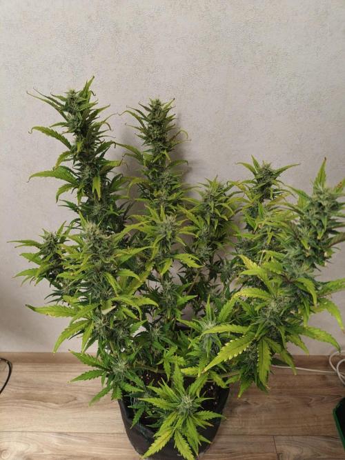 Big Bud Auto (Herbies seeds) Indoor. Week 7 - 48 days