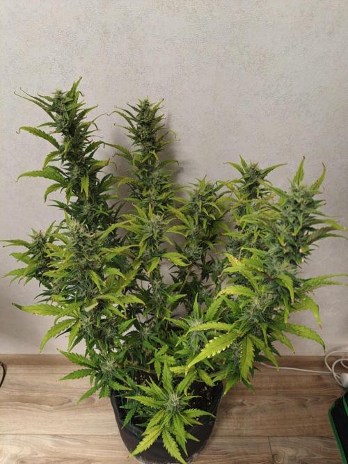 Big Bud Auto (Herbies seeds) Indoor. Week 7 - 48 days