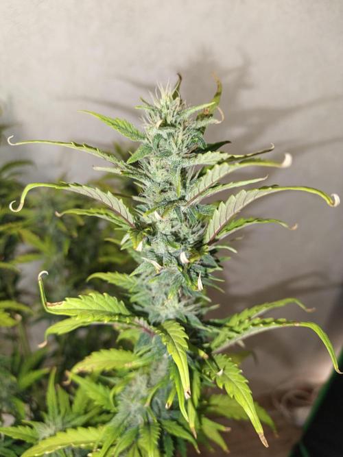 Big Bud Auto (Herbies seeds) Indoor. Week 7 - 48 days