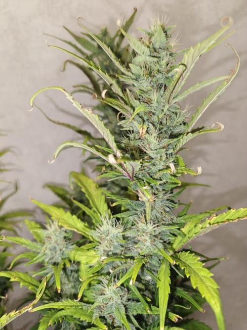 Big Bud Auto (Herbies seeds) Indoor. Week 7 - 48 days