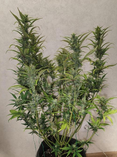 Big Bud Auto (Herbies seeds) Indoor. Week 7 - 48 days