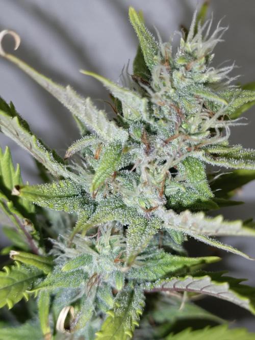 Big Bud Auto (Herbies seeds) Indoor. Week 7 - 48 days