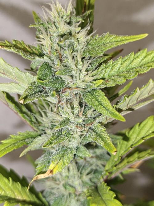 Big Bud Auto (Herbies seeds) Indoor. Week 7 - 48 days