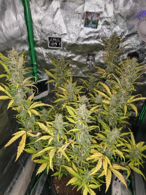Big Bud Auto (Herbies seeds) Indoor. Week 8 - 51 days