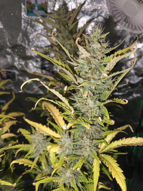 Big Bud Auto (Herbies seeds) Indoor. Week 8 - 51 days