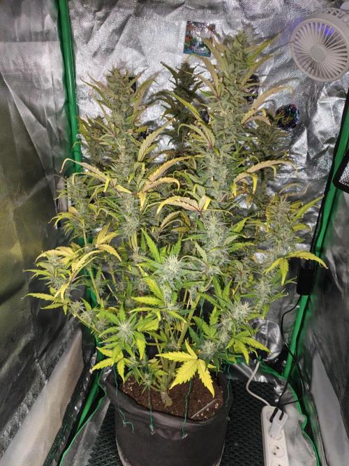 Big Bud Auto (Herbies seeds) Indoor. Week 8 - 51 days
