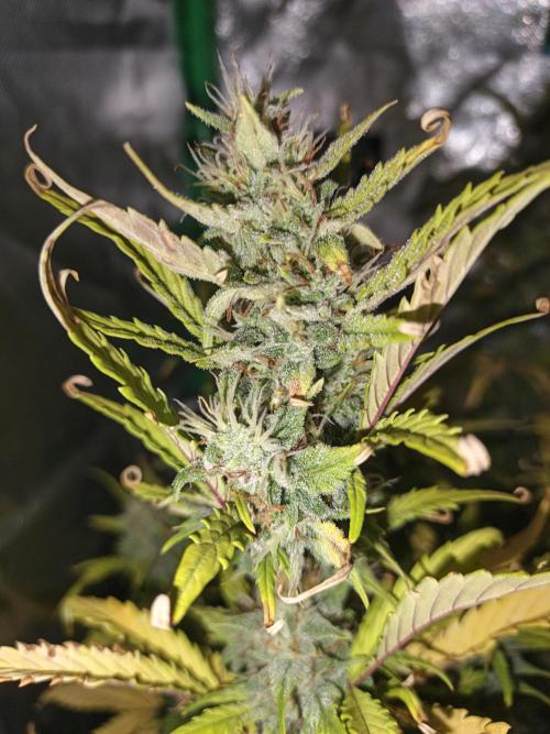 Big Bud Auto (Herbies seeds) Indoor. Week 8 - 51 days