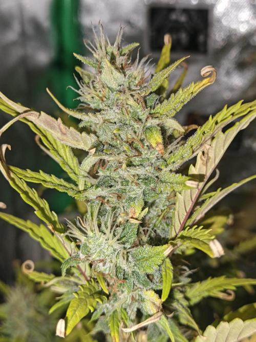 Big Bud Auto (Herbies seeds) Indoor. Week 8 - 51 days