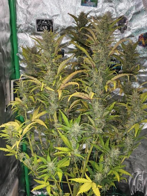 Big Bud Auto (Herbies seeds) Indoor. Week 8