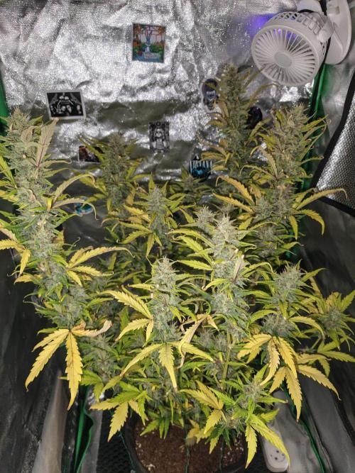 Big Bud Auto (Herbies seeds) Indoor. Week 8