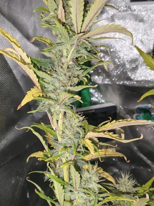 Big Bud Auto (Herbies seeds) Indoor. Week 8