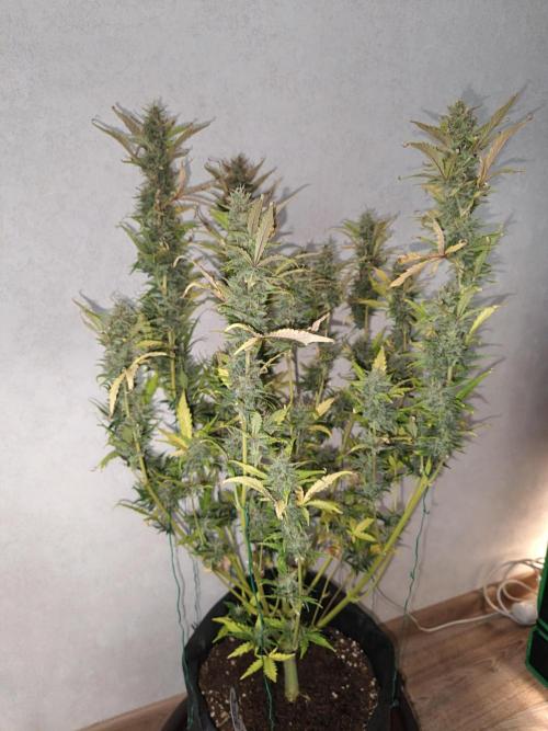 Big Bud Auto (Herbies seeds) Indoor. Week 9