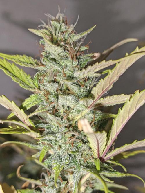 Big Bud Auto (Herbies seeds) Indoor. Week 9