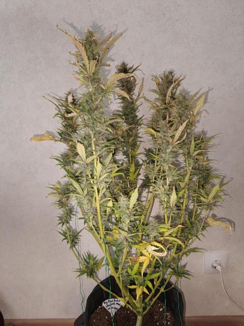 Big Bud Auto (Herbies seeds) Indoor. Week 9