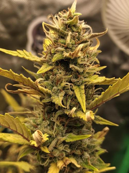 Big Bud Auto (Herbies seeds) Indoor. Week 9