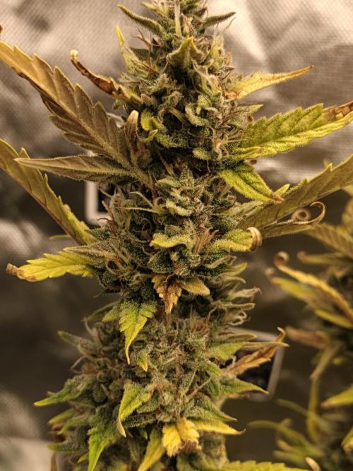 Big Bud Auto (Herbies seeds) Indoor. Week 9